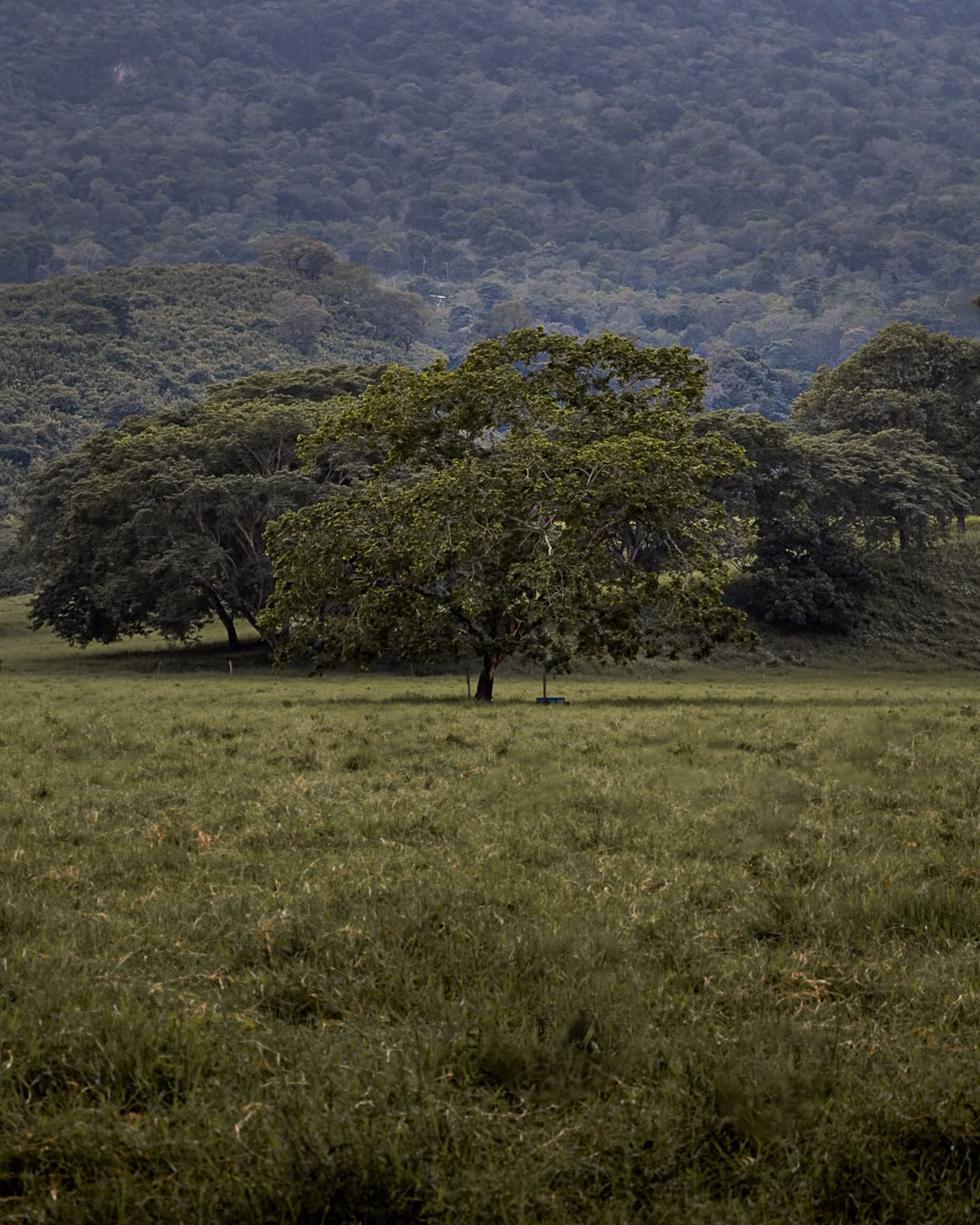 Llanos Orientales